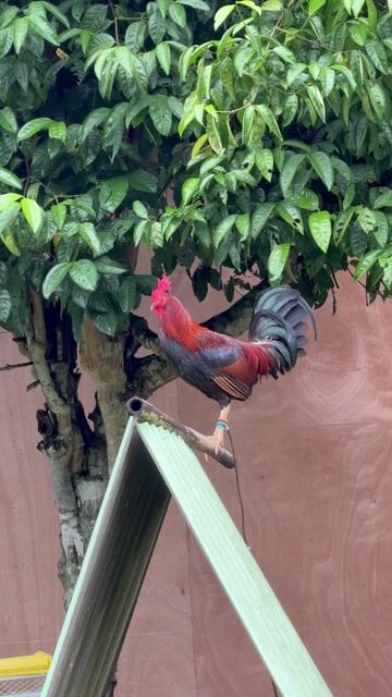 Video from Anino Sa Balite Game Farm's post