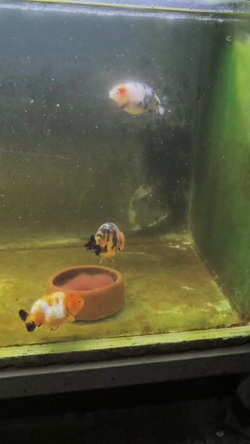 Video from E.H Aquatic's post