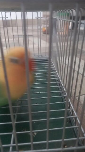 Video from lh mars's post