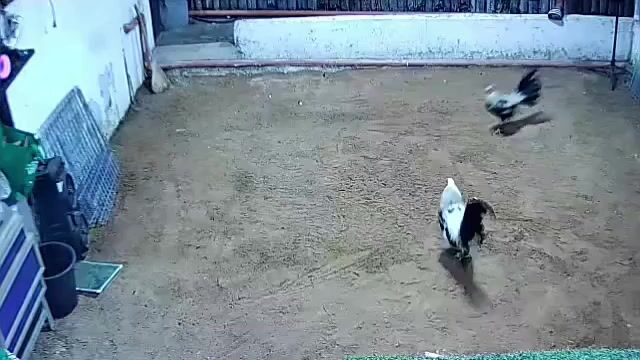 Video from Golders Green Gamefarm's post