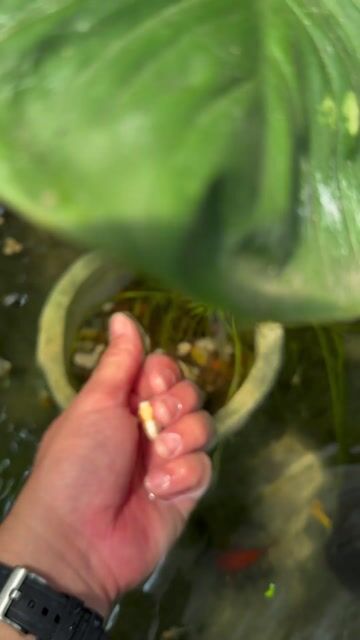 Video from Ebbi Aquatic's post