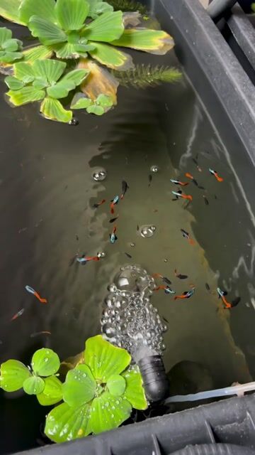Video from Makulay Fins's post