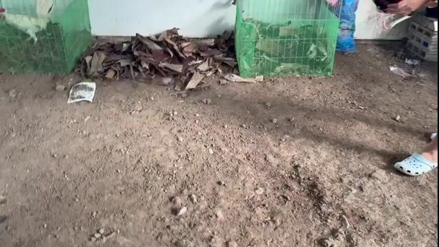 Video from Sutherland's post