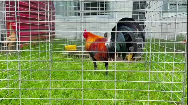 Video from FARMBASICS GAMEFARM's post