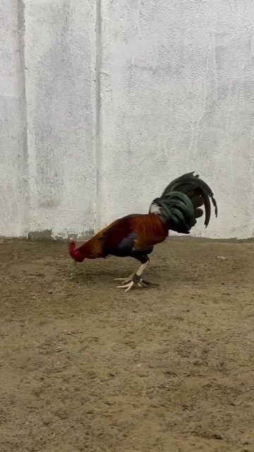 Video from Kulub Maragul Gamefarm's post