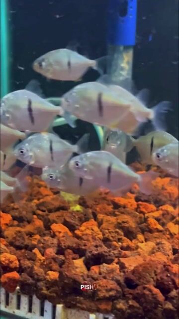 Video from Pish8 Marikina's post