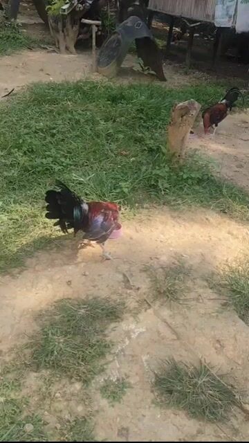Video from JL's Backyard's post