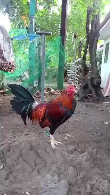 Video from TONI CORAÑES's post
