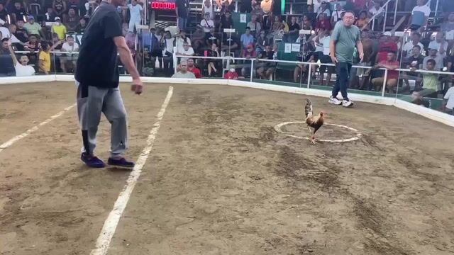 Video from DVH & Sons Gamefarm's post