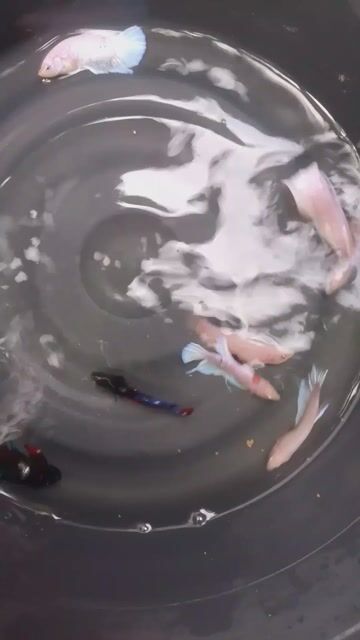 Video from Cedric Viola Allera's post
