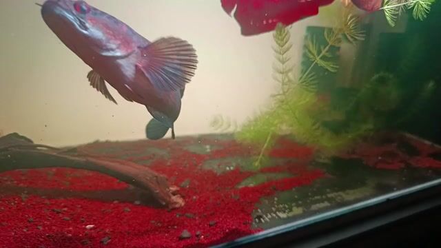 Video from Nasser Bonal's post