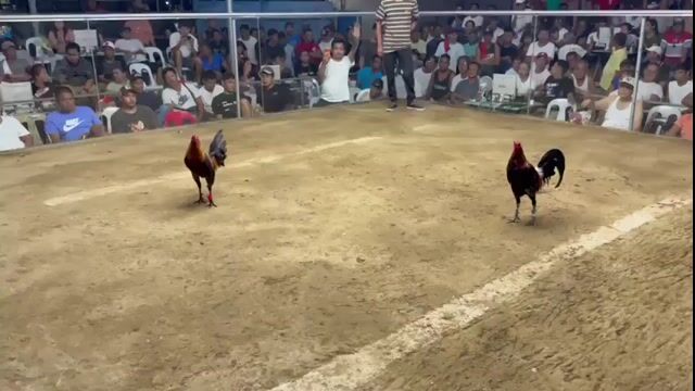 Video from Erindale Gamefarm's post