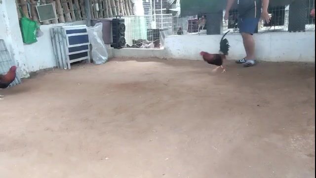 Video from Golders Green Gamefarm's post