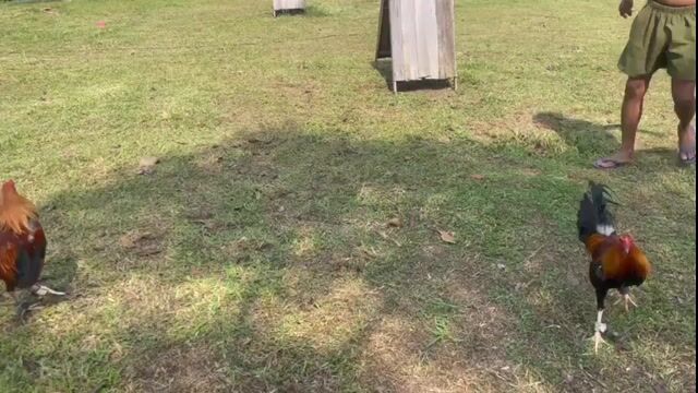 Video from Mikhael Tan Franco's post