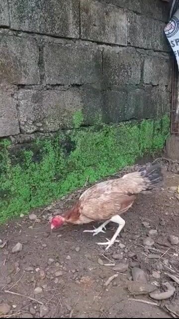 Video from E.A. Surtido gf's post