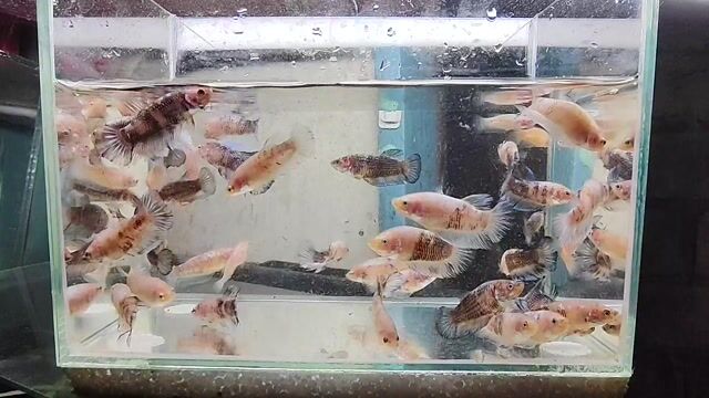 Video from SieJe Betta's post
