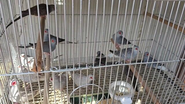 Video from Pritong Itlog (Jervz)'s post