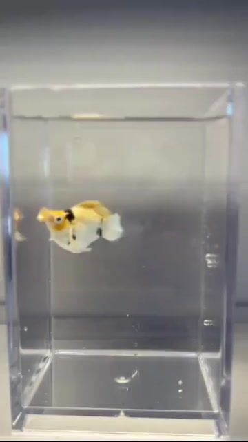 Video from FishRa Aquatic's post