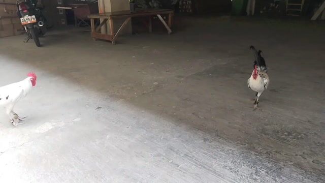 Video from RLV 96 Gamefowl's post
