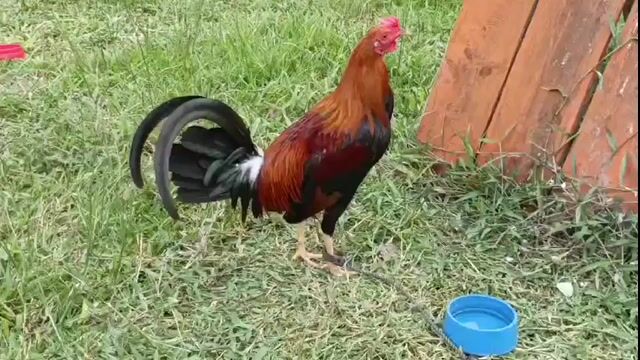 Video from Alas Ng Mariposa gf's post