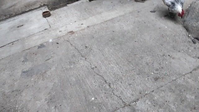 Video from RLV 96 Gamefowl's post