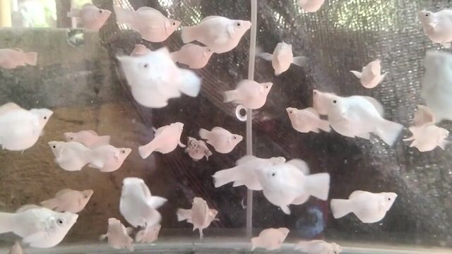 Video from DJT AQUAFARM's post