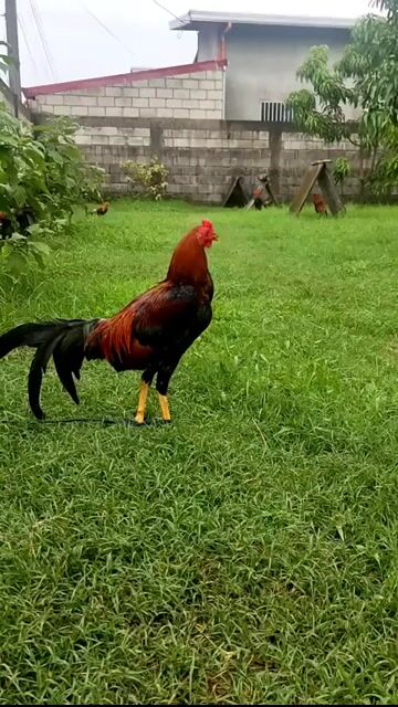 Video from TZN GAMEFARM's post