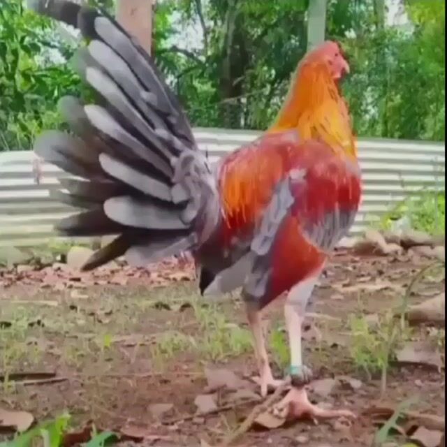 Video from SPIDER GAMEFARM's post