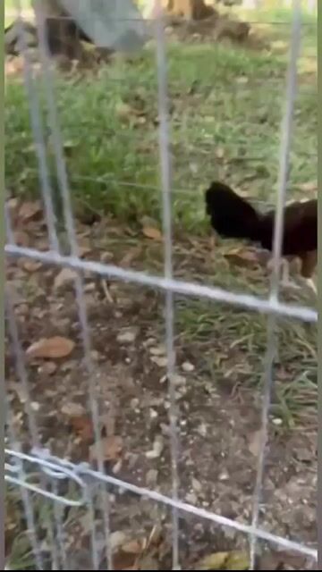 Video from JSC Diamond Gamefarm's post