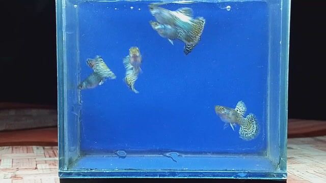 Video from Choy Gup's's post