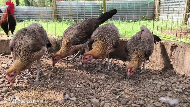 Video from Aizen Gamefowl's post