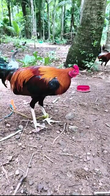 Video from DM GAMEFOWL's post