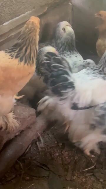 Video from Zar June Biador's post
