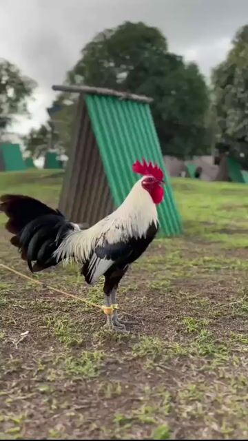 Video from AML Gamefarm's post