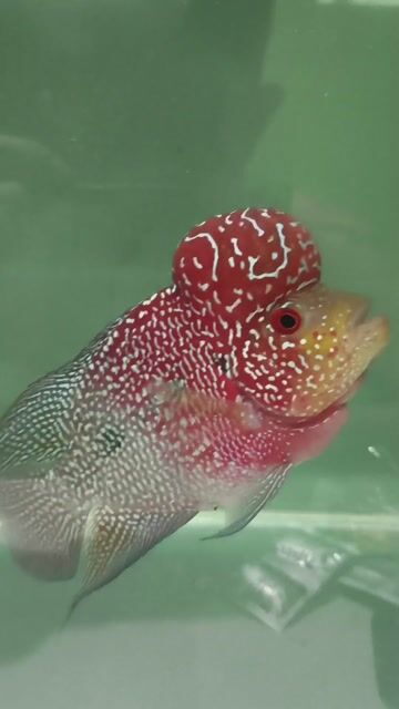 Video from AliFishPetShop's post