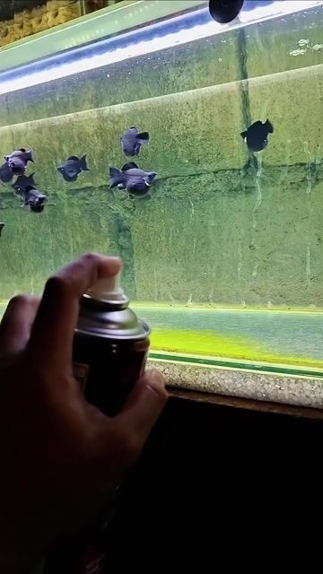 Video from Boss Kai's post