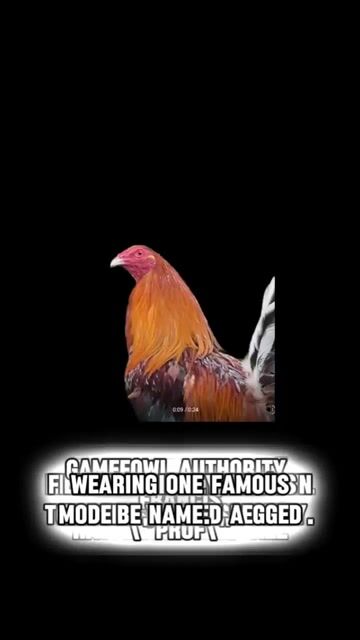 Video from Gamefowl Secrets's post