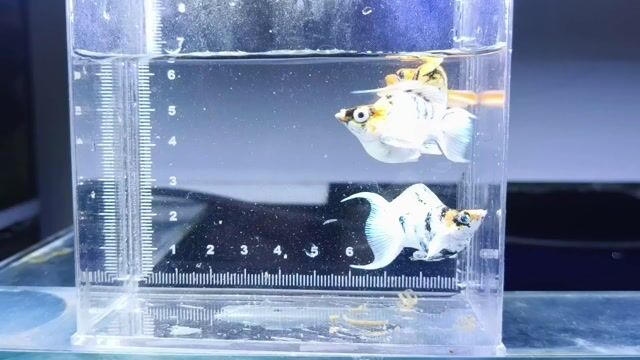 Video from NEOCARIDINAS LAB's post