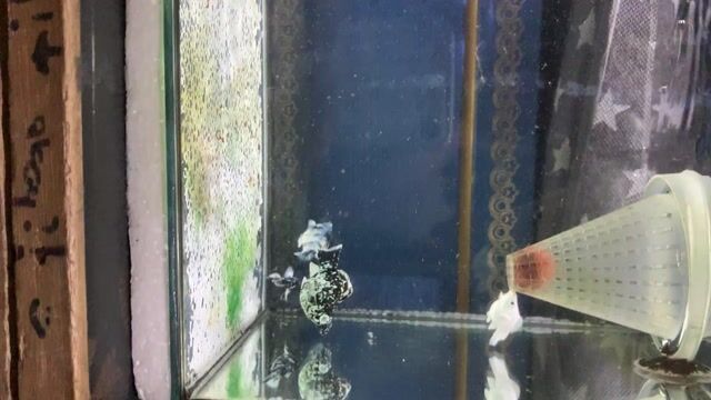 Video from Jolhit Maneses's post