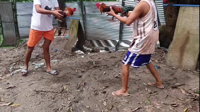 Video from JMC 1S1K Gamefarm's post
