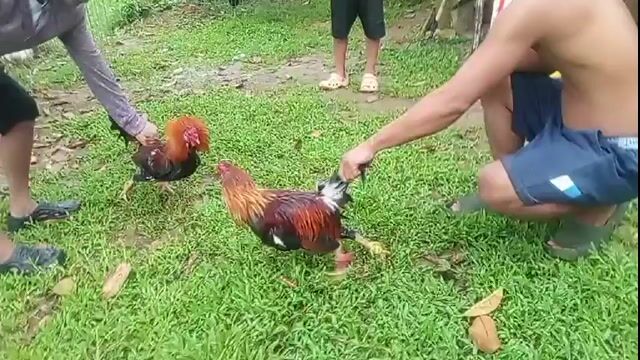Video from Clyde Jenava Chatima Gamefarm's post