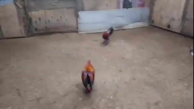 Video from Albin Mendoza's post