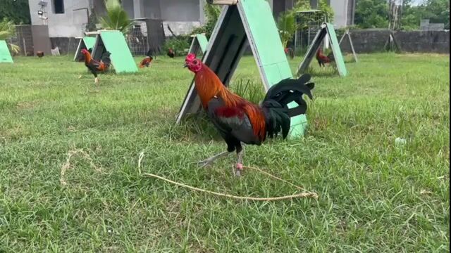 Video from Sean Navarro's post