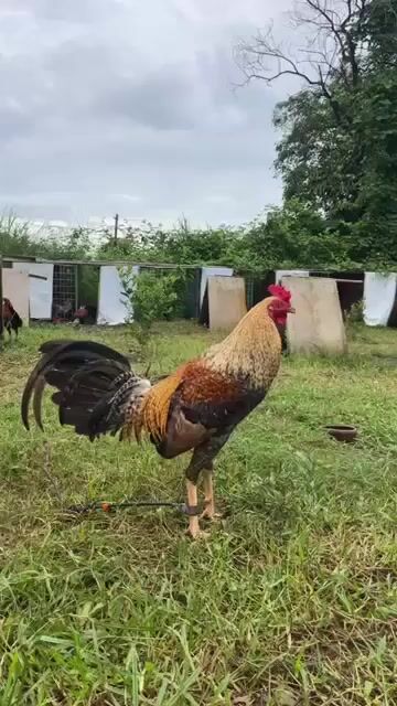Video from Xylyn Leoj Castro's post