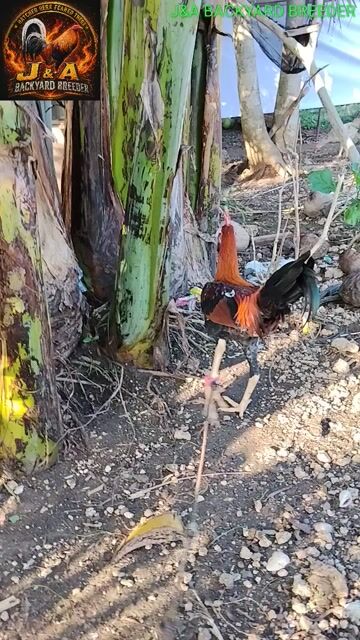 Video from J&A BACKYARD BREEDER's post